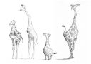 Giraffen